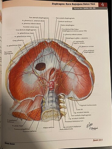  İnsan anatomisi atlası