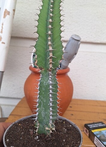 Euphorbia kaktüs 