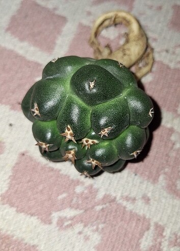 Kaktüs coryphantha titan 