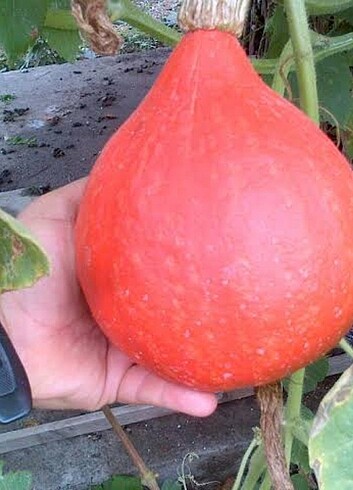  Beden sarı Renk Hokkaido bal kabağı tohumu 