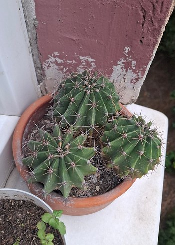 English Home Kaktüs Saksılı Kaynana Topuzu Kaktüsü Echinopsis