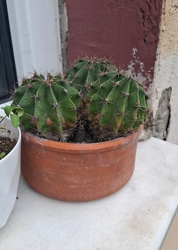 Kaktüs Saksılı Kaynana Topuzu Kaktüsü Echinopsis