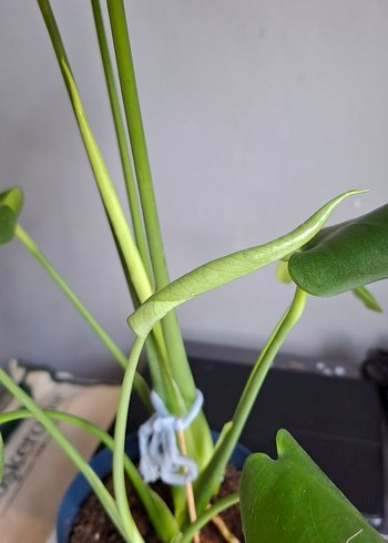 Beden yeşil Renk Deve tabanı Monstera