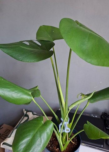 Deve tabanı Monstera