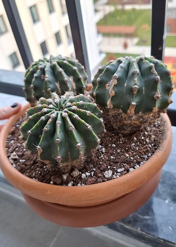 Echinopsis Kaktüs Sukulent Yavrulu Köklü - Görsel 3