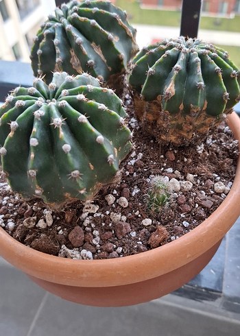 Echinopsis Kaktüs Sukulent Yavrulu Köklü - Görsel 2