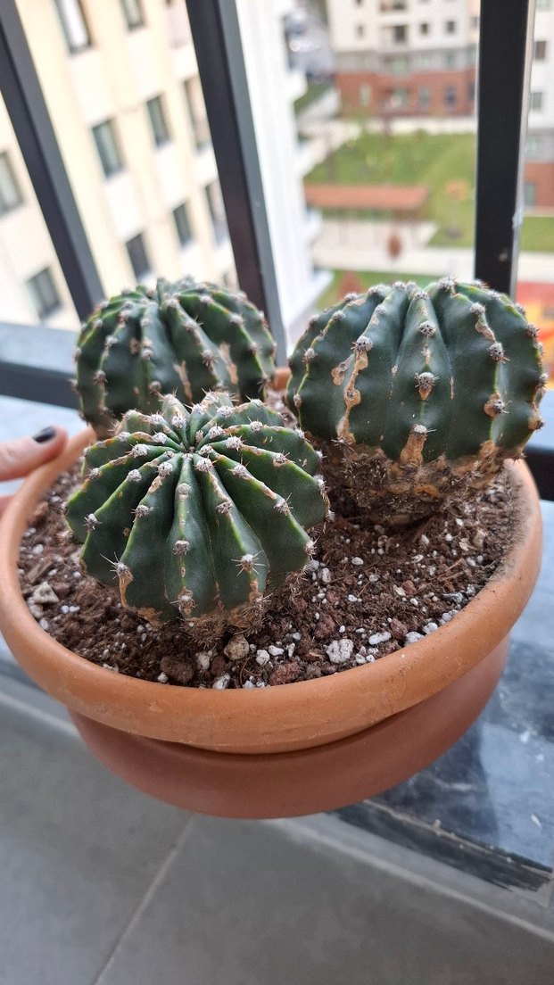 Echinopsis Kaktüs Sukulent Yavrulu Köklü - Görsel 3