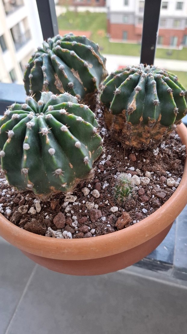 Echinopsis Kaktüs Sukulent Yavrulu Köklü - Görsel 2
