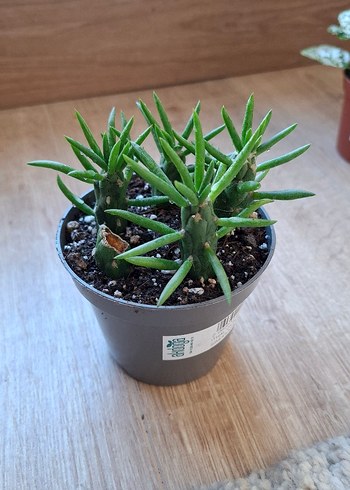 Opuntia subulata Kaktüs sukulent köklü - Görsel 3