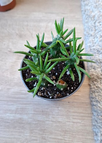 Opuntia subulata Kaktüs sukulent köklü - Görsel 2