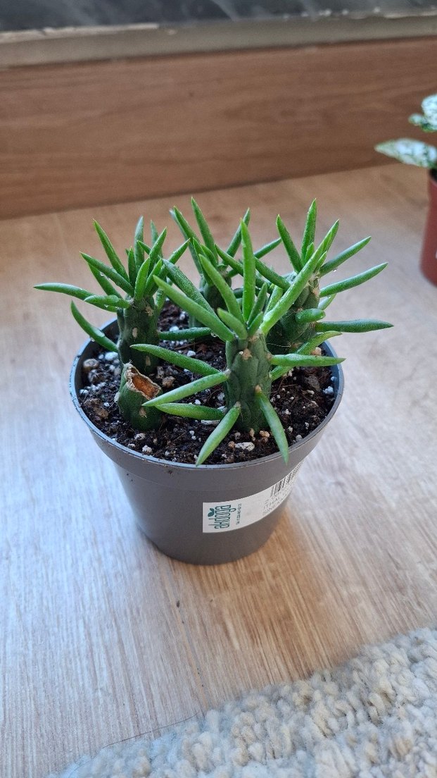 Opuntia subulata Kaktüs sukulent köklü - Görsel 3