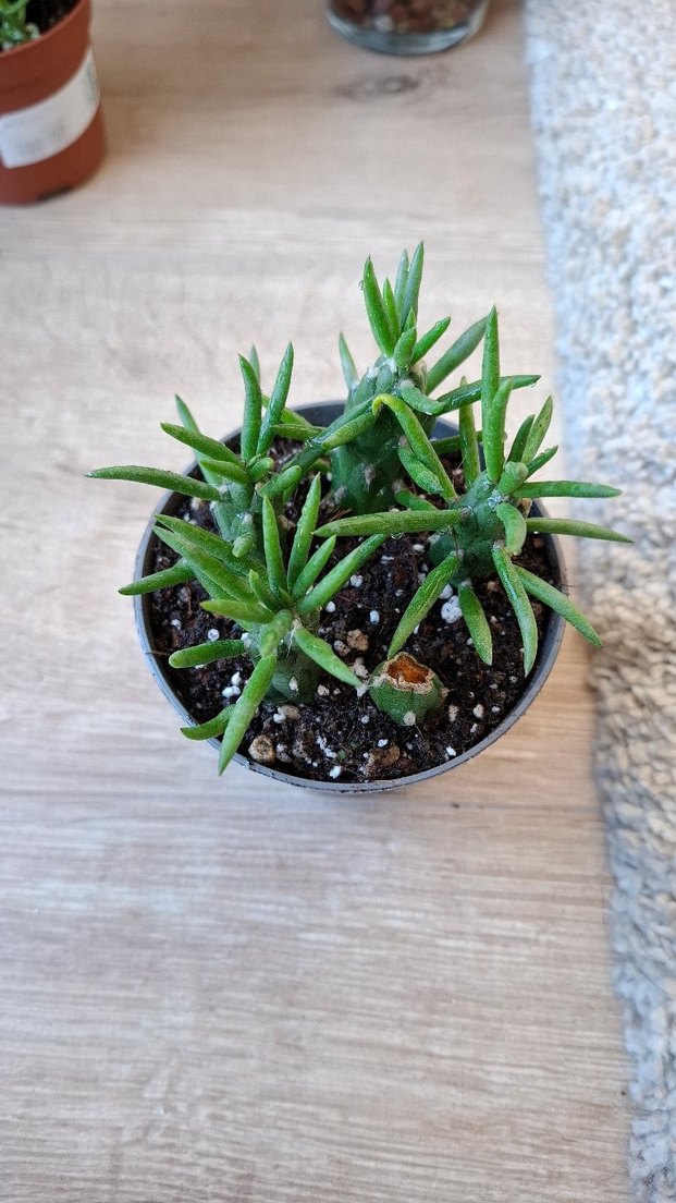 Opuntia subulata Kaktüs sukulent köklü - Görsel 2