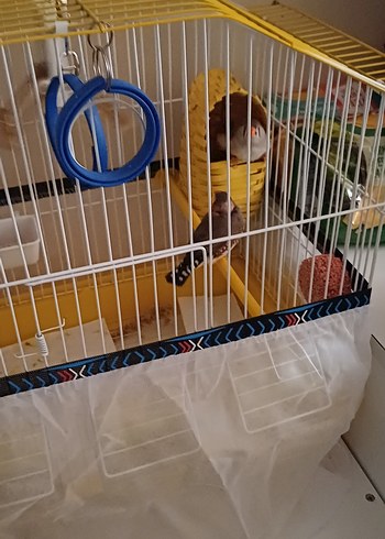 Dişi Ve Erkek Çift Hint Bülbülleri Ve Kafesleri ve Oyuncakları - Görsel 7