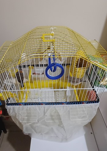 Dişi Ve Erkek Çift Hint Bülbülleri Ve Kafesleri ve Oyuncakları - Görsel 2