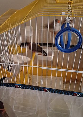 Dişi Ve Erkek Çift Hint Bülbülleri Ve Kafesleri ve Oyuncakları - Görsel 5