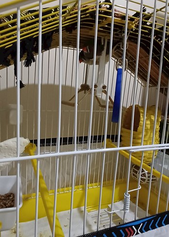 Dişi Ve Erkek Çift Hint Bülbülleri Ve Kafesleri ve Oyuncakları - Görsel 8