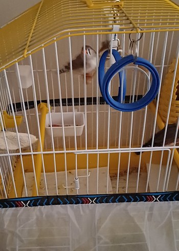 Dişi Ve Erkek Çift Hint Bülbülleri Ve Kafesleri ve Oyuncakları - Görsel 4