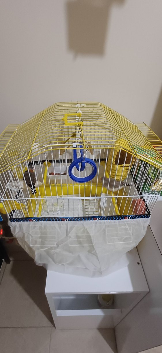 Dişi Ve Erkek Çift Hint Bülbülleri Ve Kafesleri ve Oyuncakları - Görsel 2