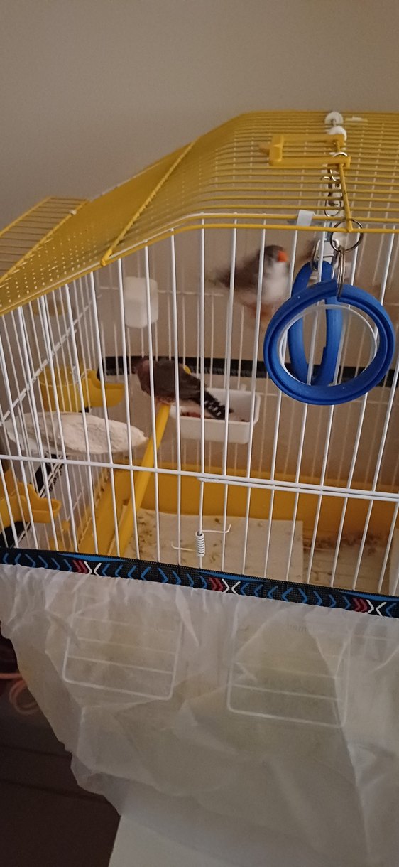 Dişi Ve Erkek Çift Hint Bülbülleri Ve Kafesleri ve Oyuncakları - Görsel 5