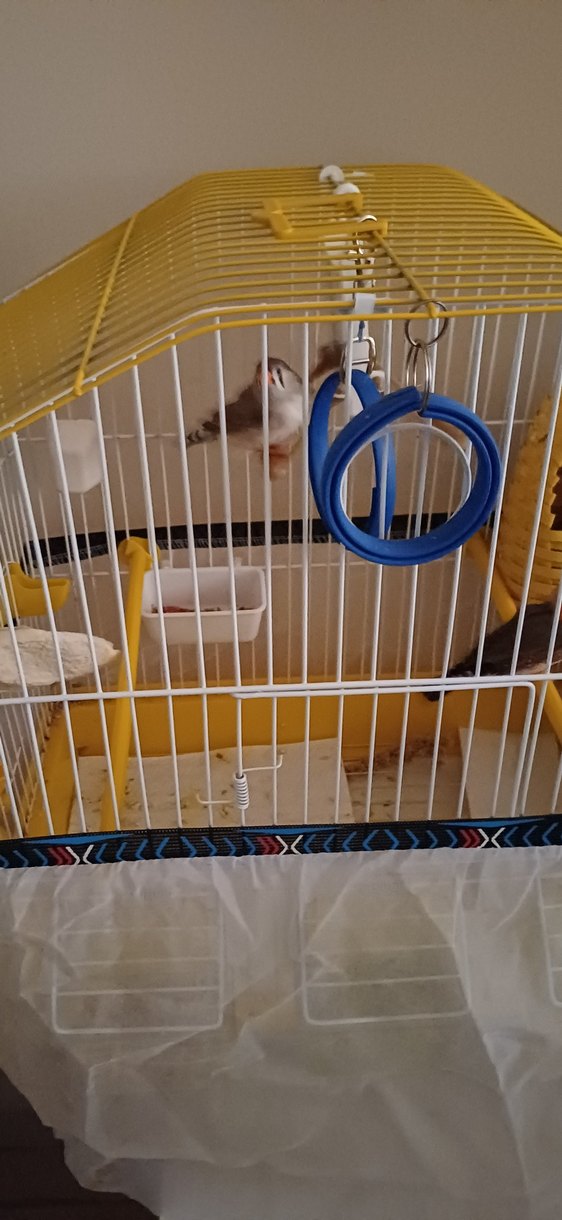 Dişi Ve Erkek Çift Hint Bülbülleri Ve Kafesleri ve Oyuncakları - Görsel 4