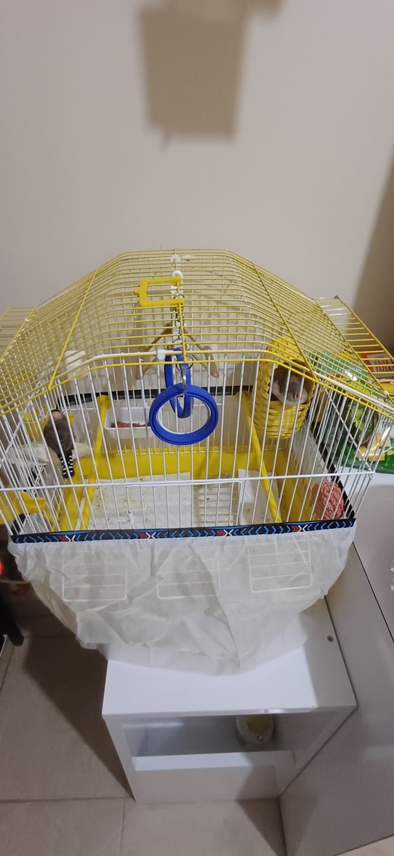 Dişi Ve Erkek Çift Hint Bülbülleri Ve Kafesleri ve Oyuncakları - Görsel 3