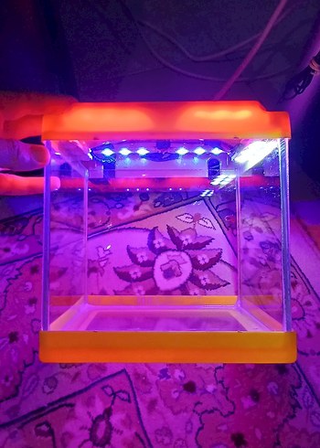 Turuncu Sarı Renkli Küçük Mini Işıklı Akvaryum - Görsel 3