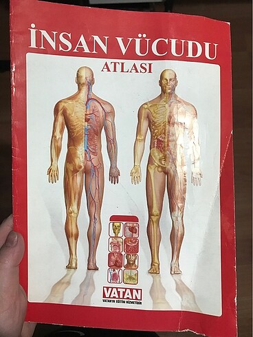 İnsan vücudu atlası