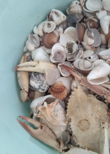 deniz kabukları - Görsel 3