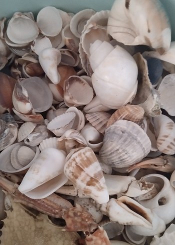 deniz kabukları - Görsel 4