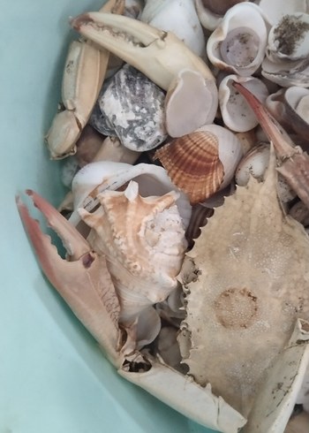 deniz kabukları - Görsel 2
