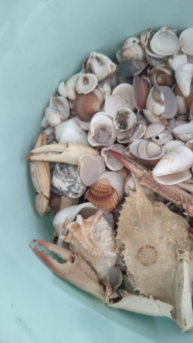 deniz kabukları - Görsel 3