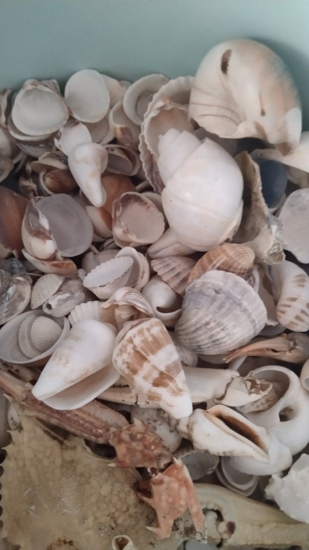 deniz kabukları - Görsel 4