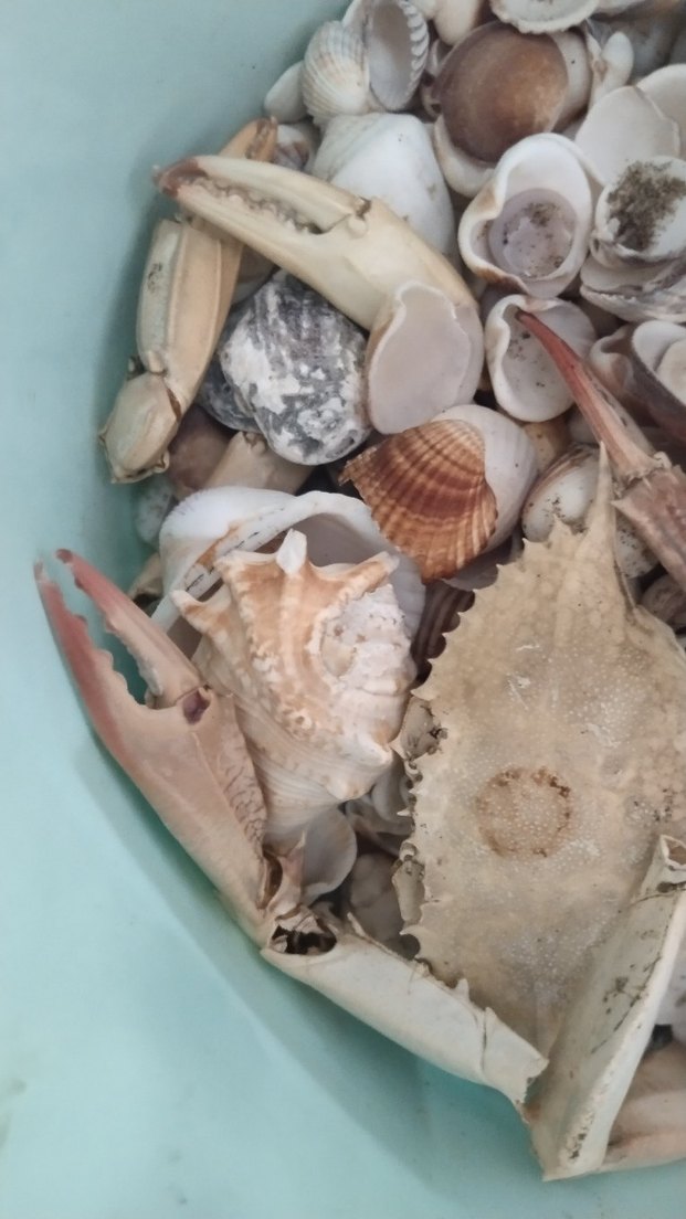 deniz kabukları - Görsel 2
