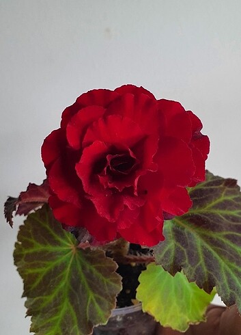 Begonia