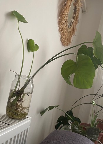 Deve tabanı Bitkisi Monstera