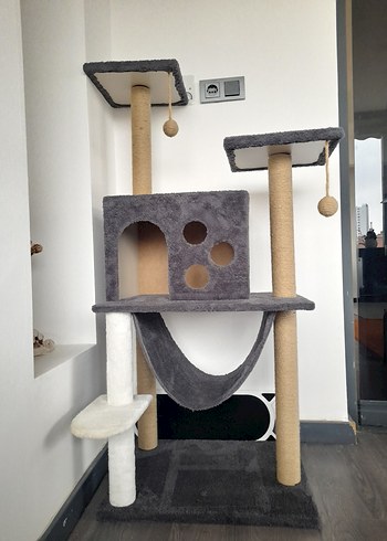 Kedi evi