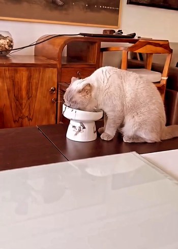 1.Kalite Seramik Ergonomik Kedi Mama Su Kabı - Görsel 2