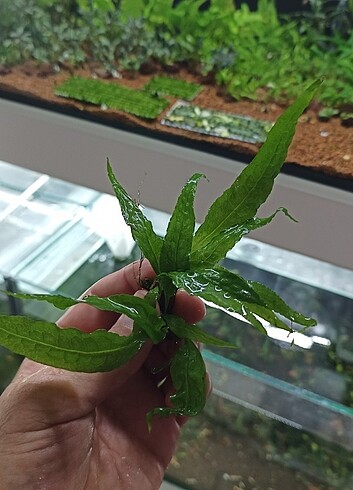  Java Fern 3 Adet