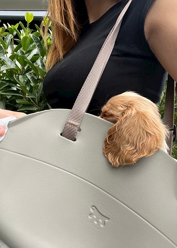  Beden silikon köpek çantası