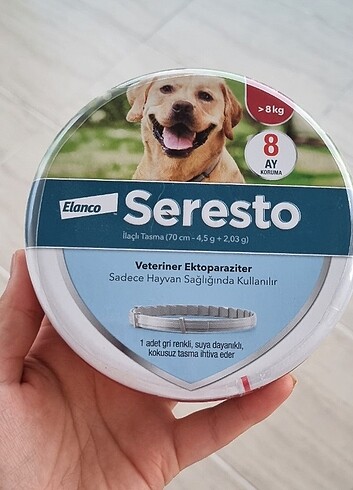 Köpek tasması