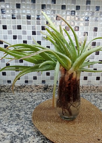 Beden yeşil Renk Aloe Vera bitkisi_salon bitkisi
