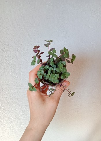 Beden Sukulent callisia bitkisi_salon bitkisi _ev dekorasyon