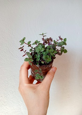 Sukulent callisia bitkisi_salon bitkisi _ev dekorasyon