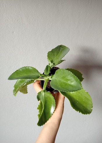 Diğer Kalanchoe Bitkisi_gözyaşı bitkisi _ev dekorasyon