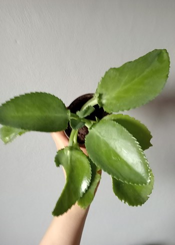 Beden Kalanchoe Bitkisi_gözyaşı bitkisi _ev dekorasyon