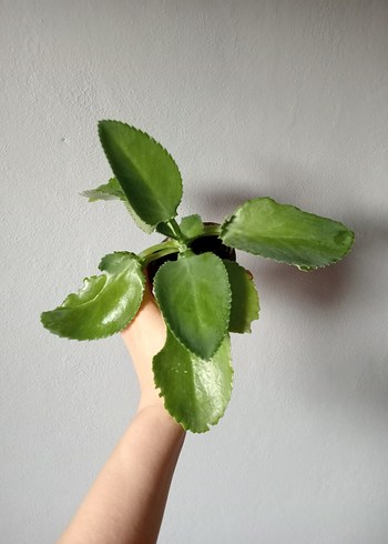 Kalanchoe Bitkisi_gözyaşı bitkisi _ev dekorasyon