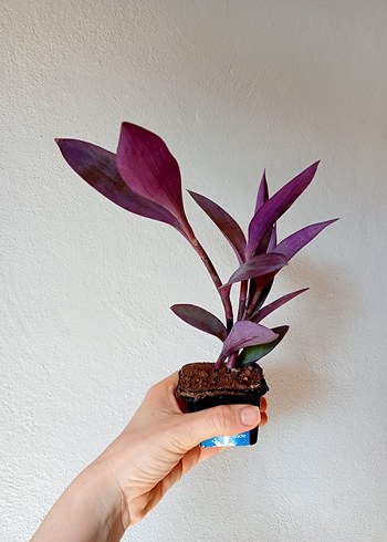 Beden yeşil Renk Kalanchoe Bitkisi_gözyaşı bitkisi _ev dekorasyon