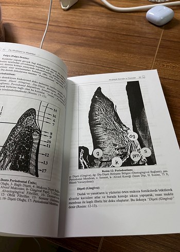  Beden Diş Morfolojisi ve Anatomisi Kitabı