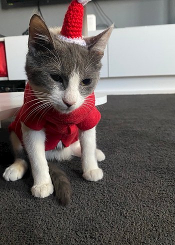 Noel Kukuleta Şapkası - Görsel 4