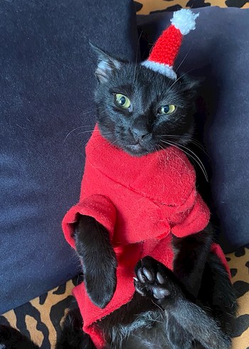 Noel Kukuleta Şapkası - Görsel 3